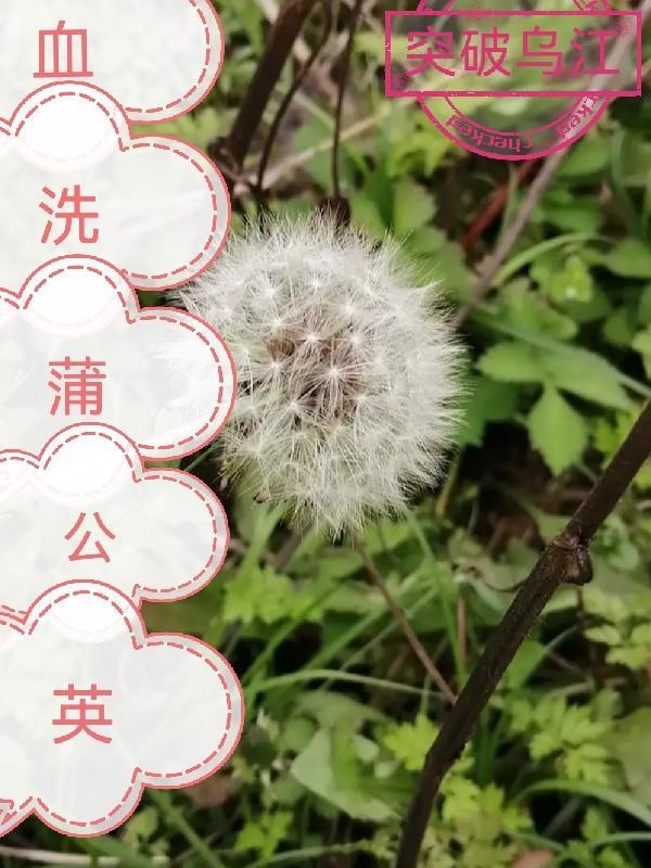 蒲公英用什么洗的干净