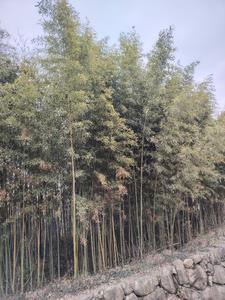持斋什么意思